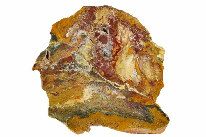 Polished Stromatolite (Conophyton) Fossil - Australia #180196